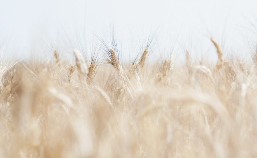 campo di grano biologico