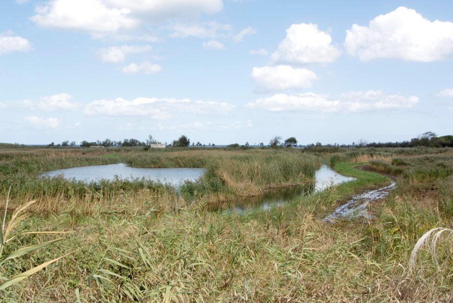 Canale Reale - Riserva di Torre Guaceto