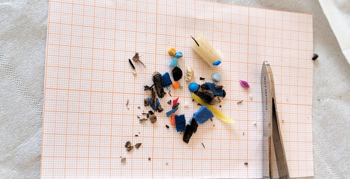 microplastiche